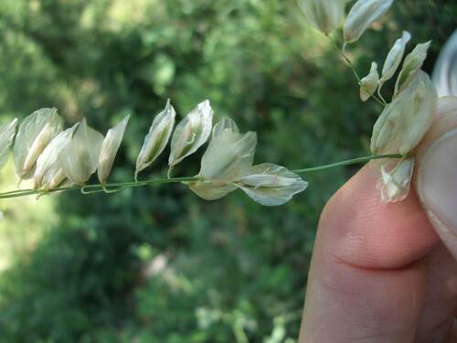 Melica eremophila