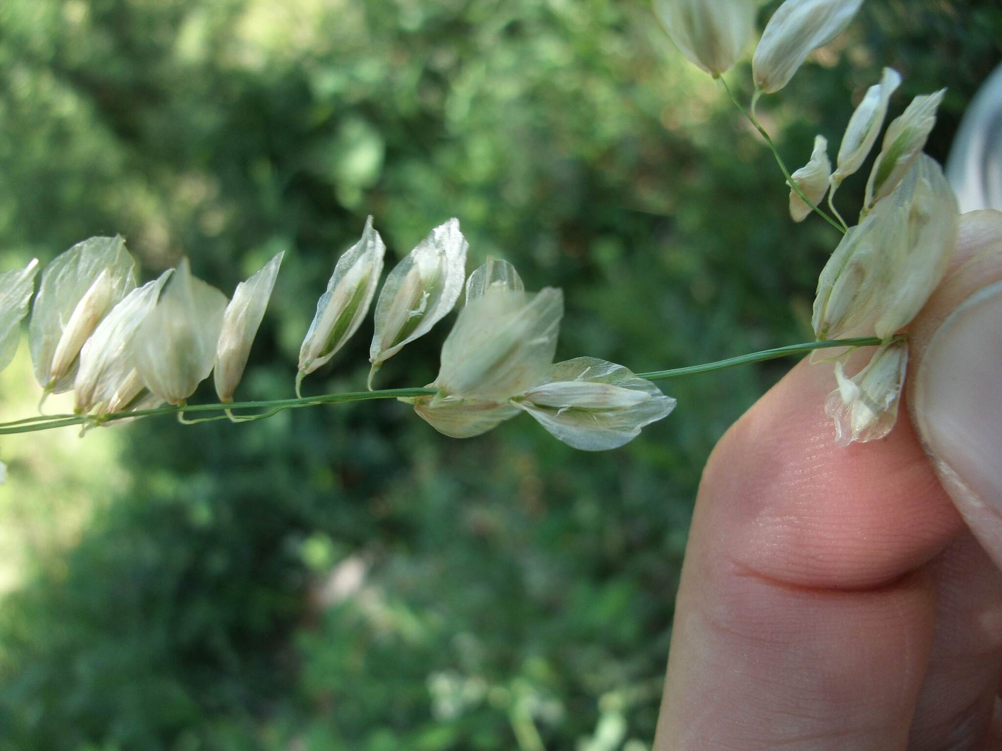 Melica eremophila