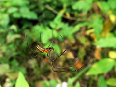 Leucauge tessellata