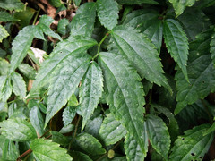 Elatostema cyrtandrifolium