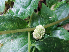 Elatostema cyrtandrifolium