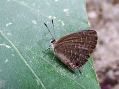 Jamides bochus formosanus