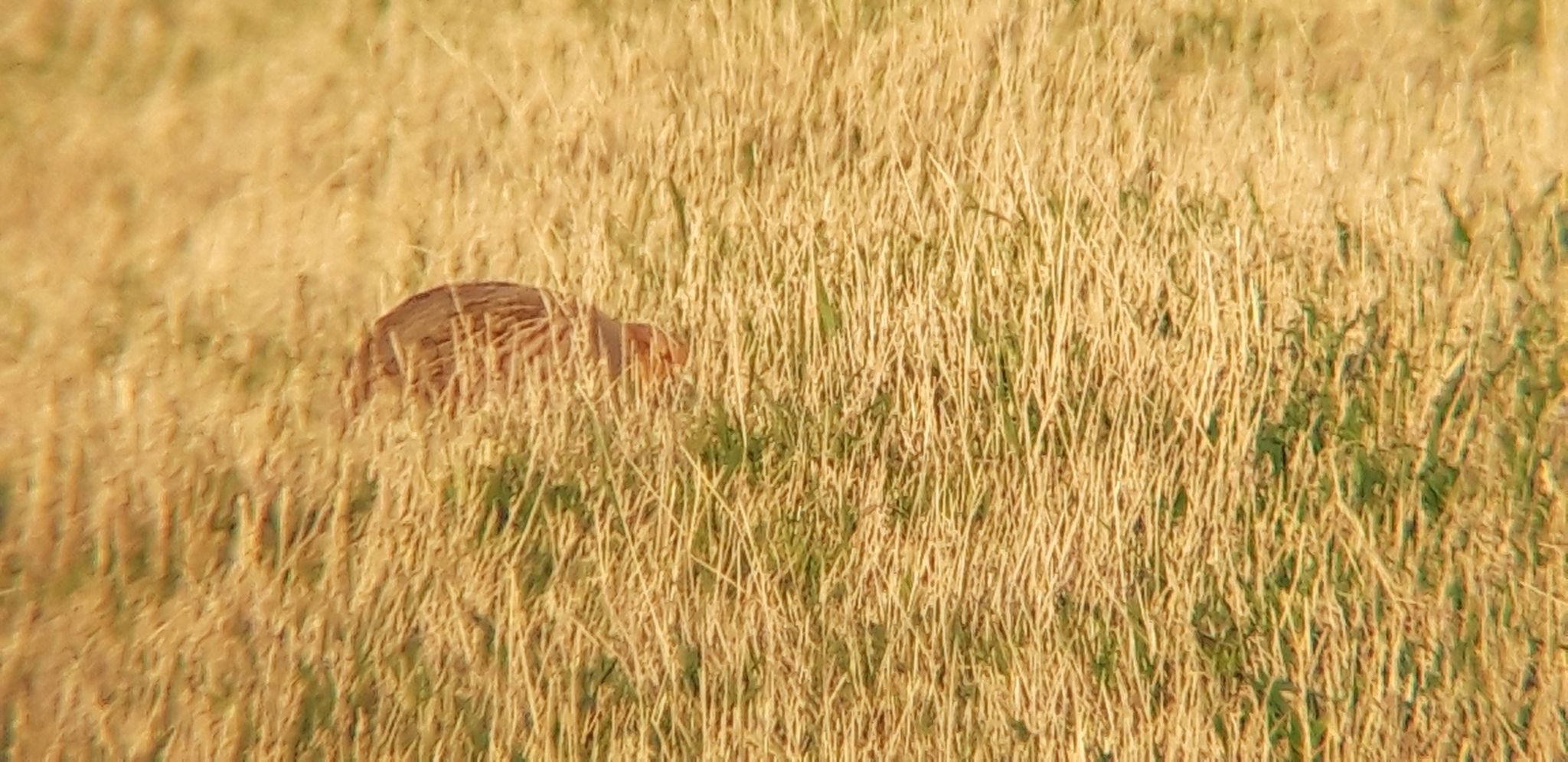 Grey Partridge