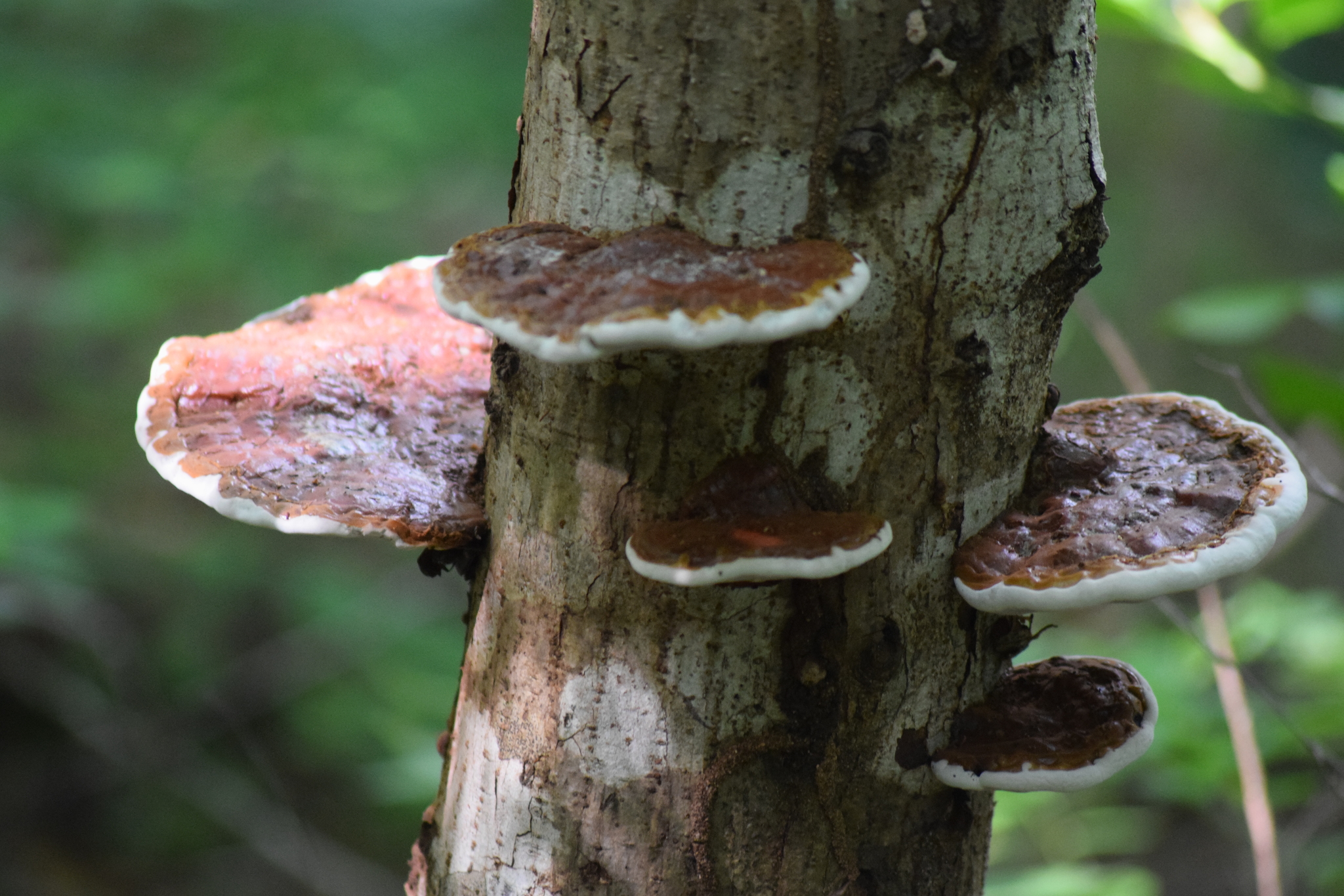 Ganoderma lucidum image