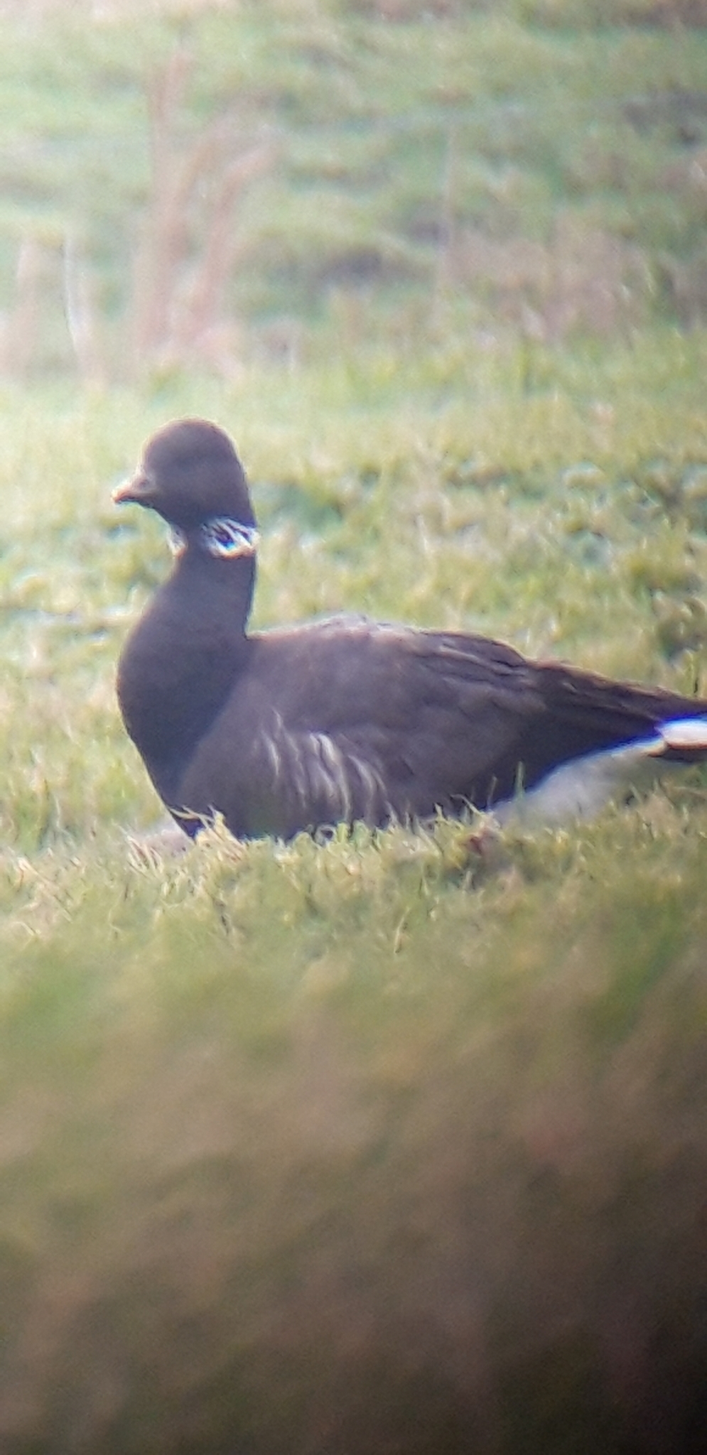 Brant Goose