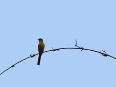 Pericrocotus solaris griseogularis