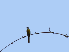 Pericrocotus solaris griseogularis