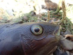 Odax pullus
