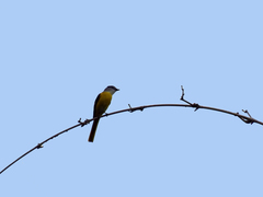 Pericrocotus solaris griseogularis