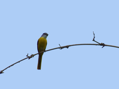 Pericrocotus solaris griseogularis