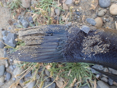 Odax pullus