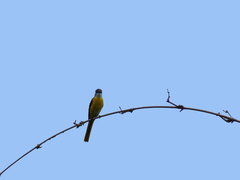 Pericrocotus solaris griseogularis