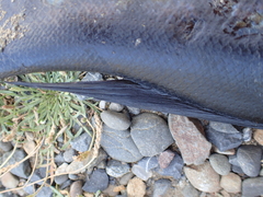 Odax pullus