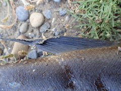 Odax pullus