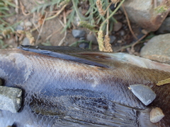 Odax pullus