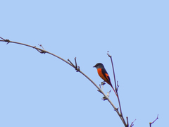Pericrocotus solaris griseogularis