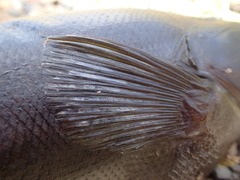 Odax pullus