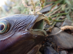Odax pullus