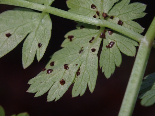 Puccinia chaerophylli