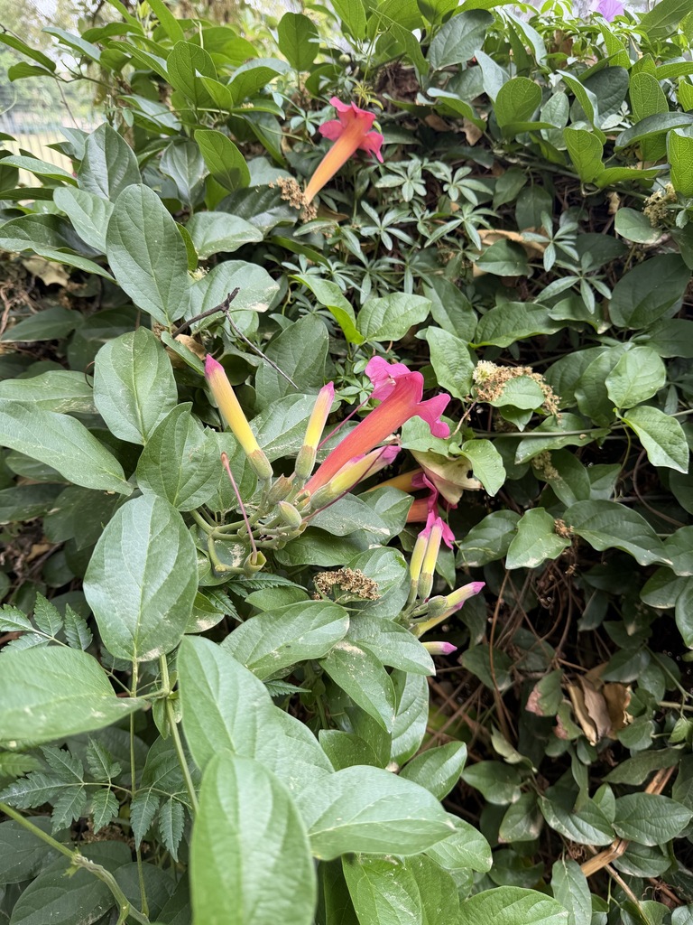 Amphilophium buccinatorium, Victory Park, Randburg, 2195, South Africa