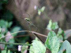 Leucauge celebesiana