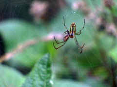 Leucauge celebesiana