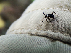 Pilophorus alstoni