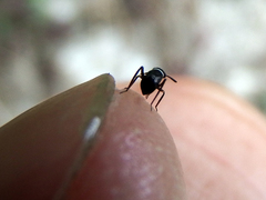 Pilophorus alstoni