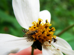 Campiglossa sororcula