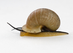 Bourciera helicinaeformis