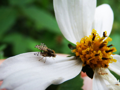 Campiglossa sororcula