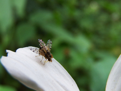 Campiglossa sororcula