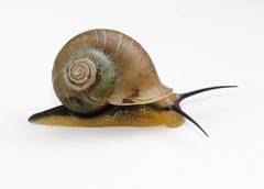 Bourciera helicinaeformis