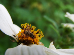 Campiglossa sororcula