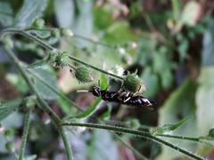 Xiphydriidae