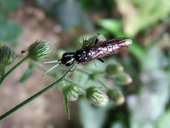 Xiphydriidae