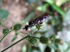 Xiphydriidae