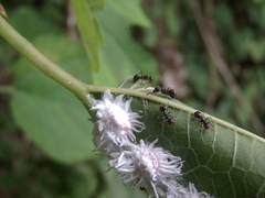 Dolichoderus thoracicus