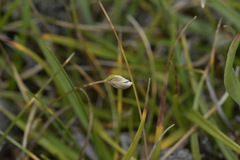 Rytidosperma exiguum