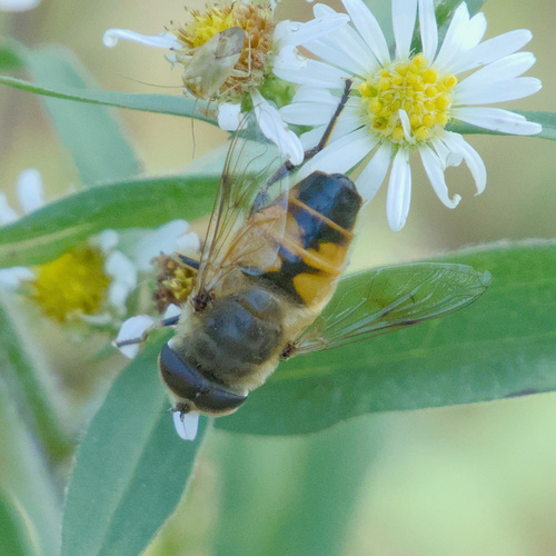 Unknown species found near Northeast Durham, Durham, NC 27704, USA