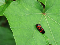 Okiscarta uchidae