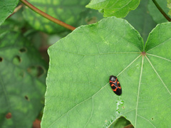 Okiscarta uchidae