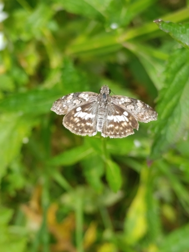 White-patterned Skipper photo 4
