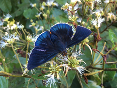 Passova gellias