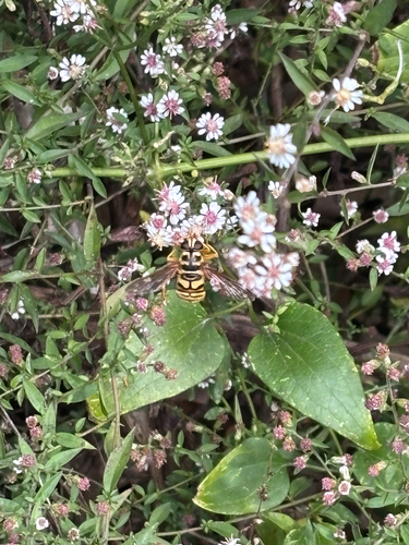 Unknown species found near N State St, Jackson, MS, US