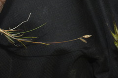 Rytidosperma exiguum