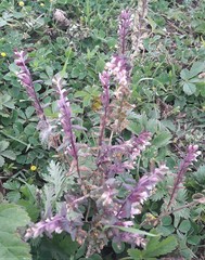 Odontites vernus