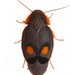 Pacific Cockroach - Photo (c) Steven Wang, some rights reserved (CC BY-NC), uploaded by Steven Wang