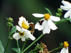 Choreutis basalis