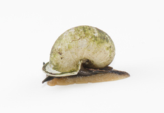 Bourciera helicinaeformis